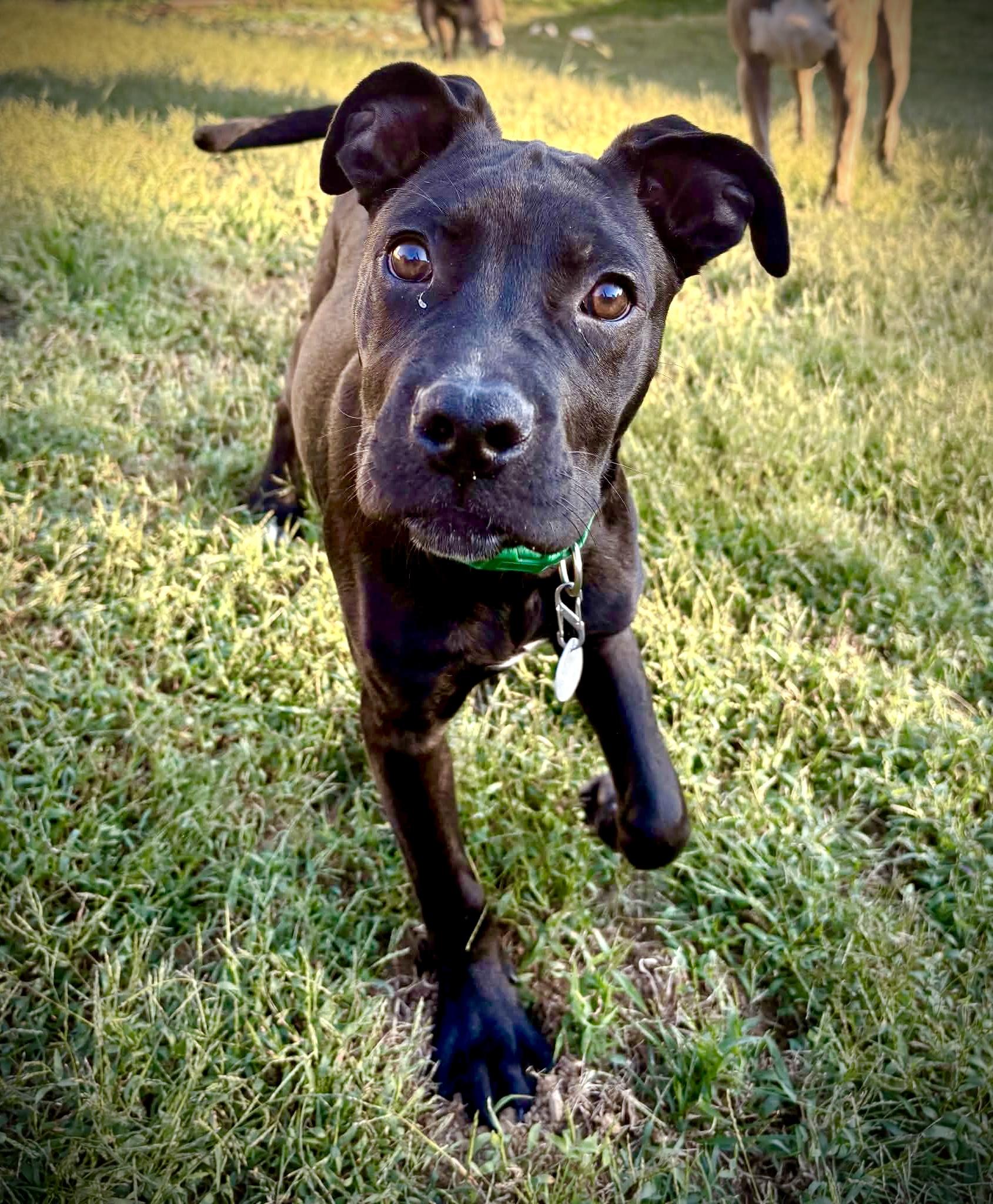 Enlarge Randy, a Adoptable mixed breed in Powell, TN image 2/5
