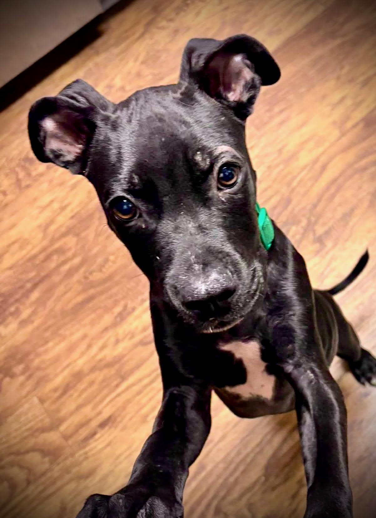 Enlarge Randy, a Adoptable mixed breed in Powell, TN image 4/5