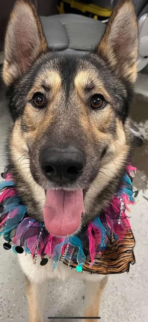 Enlarge Emeril aka Buck, a Adoptable German Shepherd Dog in Brookings, OR image 1/3