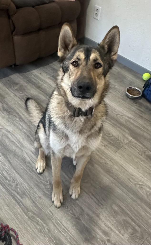 Enlarge Emeril aka Buck, a Adoptable German Shepherd Dog in Brookings, OR image 2/3