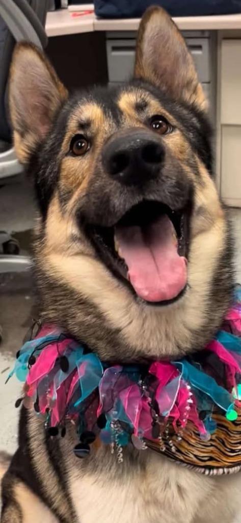 Enlarge Emeril aka Buck, a Adoptable German Shepherd Dog in Brookings, OR image 3/3