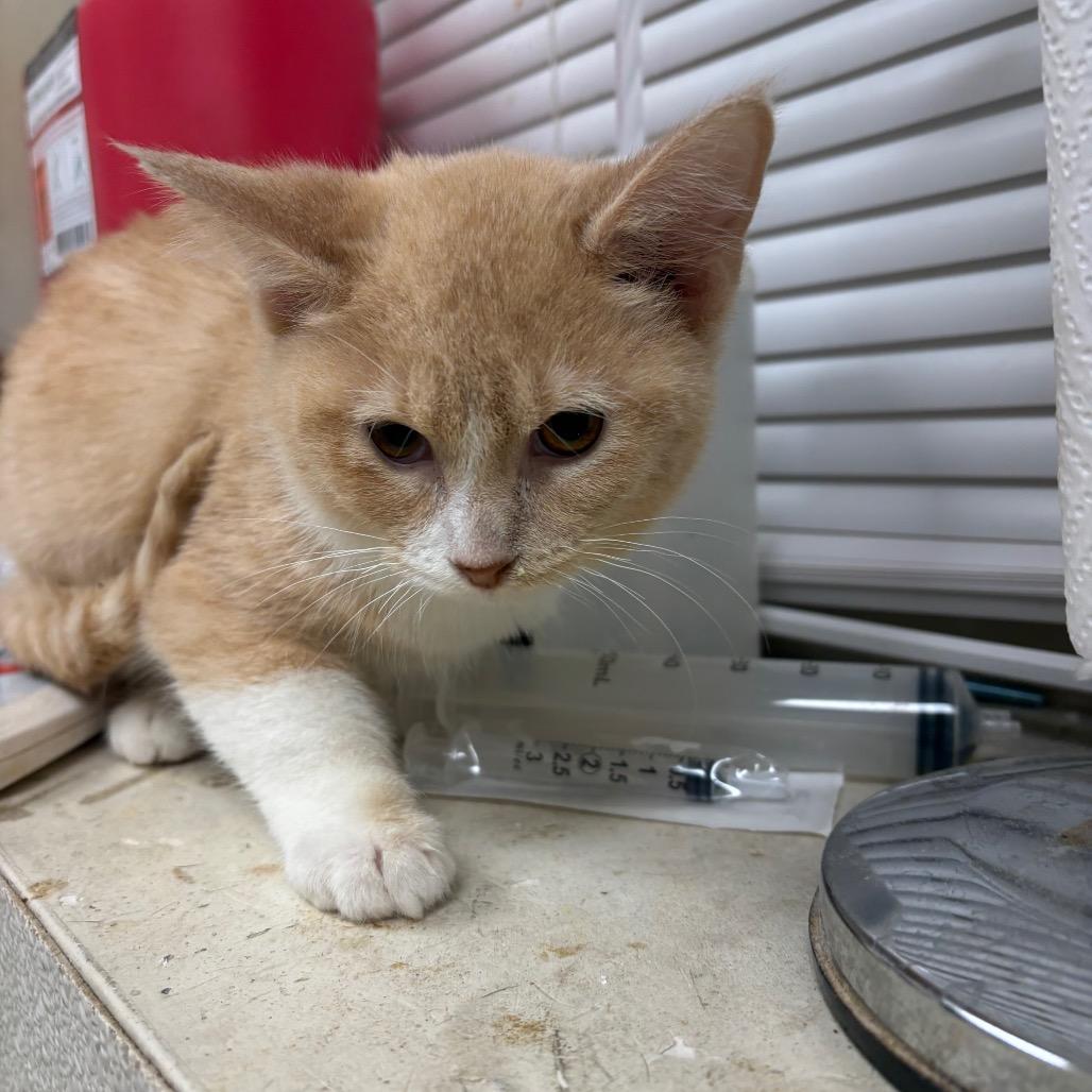 Sky Line, Adoptable, Kitten Female Domestic Short Hair.