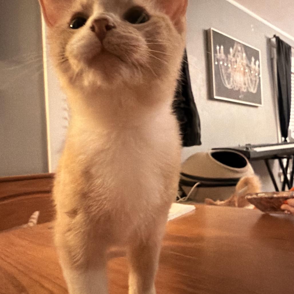 Enlarge Sky Line, a Adoptable Domestic Short Hair in Pekin, IL image 2/3