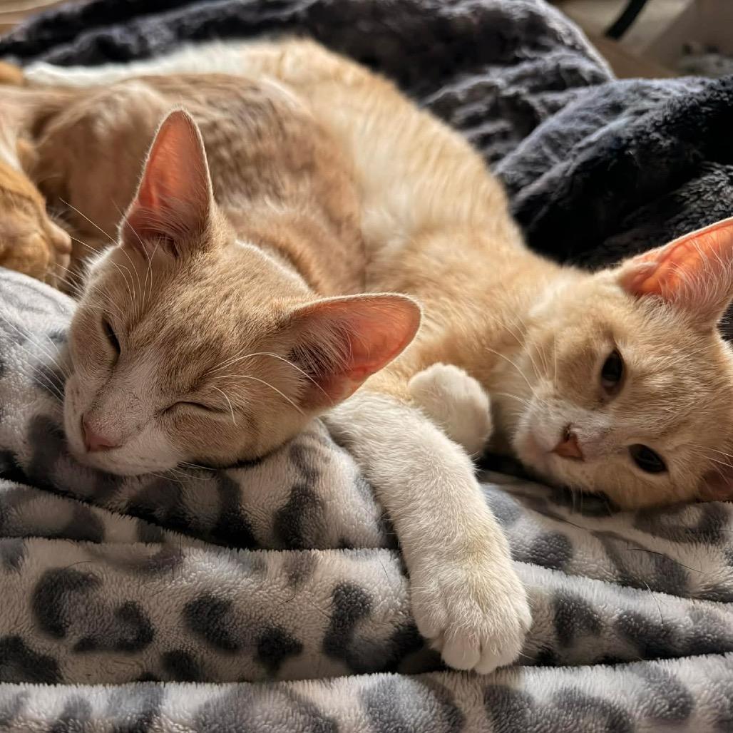 Enlarge Sky Line, a Adoptable Domestic Short Hair in Pekin, IL image 3/4