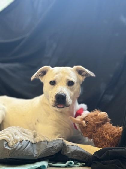 Hazel, a Adoptable Mixed Breed in Columbus, IN image 1/3