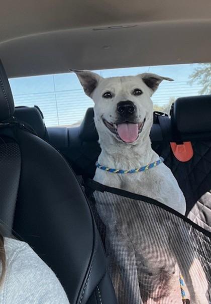 Hazel, a Adoptable Mixed Breed in Columbus, IN image 3/3