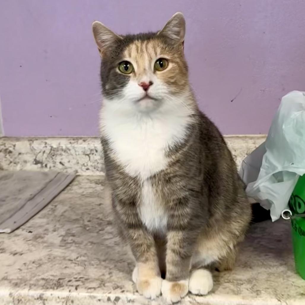 Serena, Adoptable, Adult Female Domestic Short Hair.