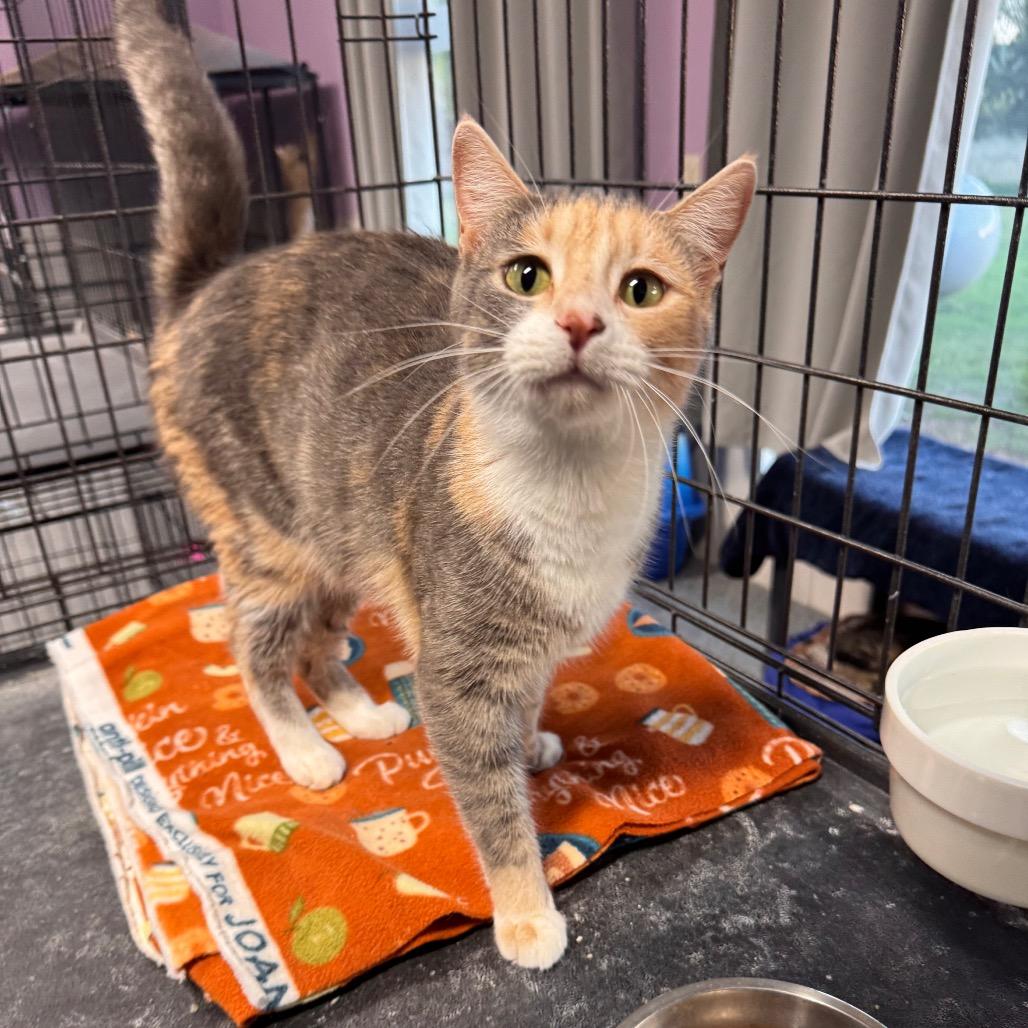 Serena, Adoptable, Adult Female Domestic Short Hair.