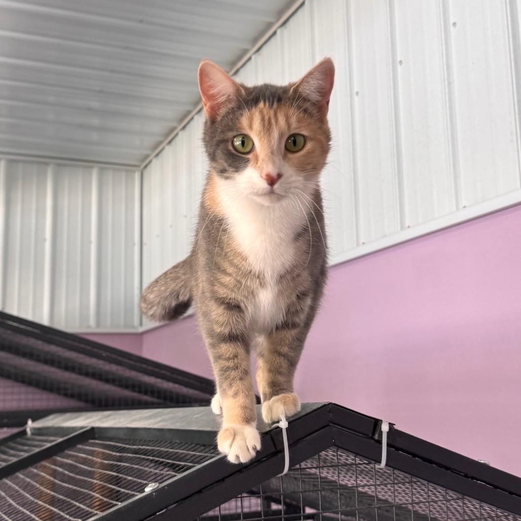 Enlarge Serena, a Adoptable Domestic Short Hair in Mondovi, WI image 2/3