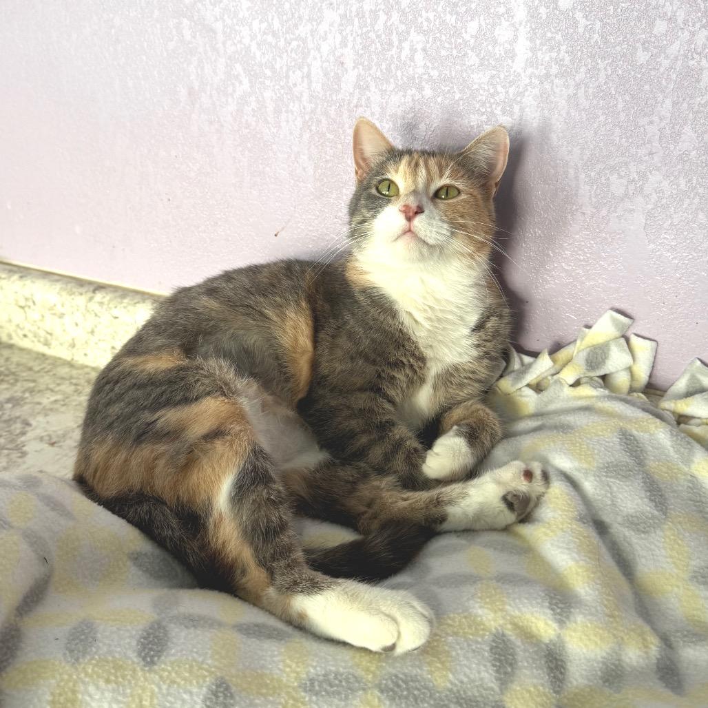 Serena, a Adoptable Domestic Short Hair in Mondovi, WI image 4/4