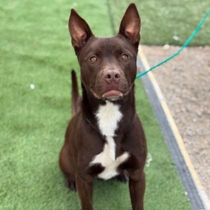 Draco, Adoptable, Adult Male Pit Bull Terrier.