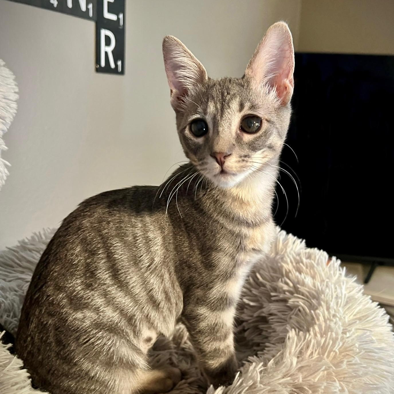 Piper, an adoptable Domestic Short Hair in Sacramento, CA_image-1