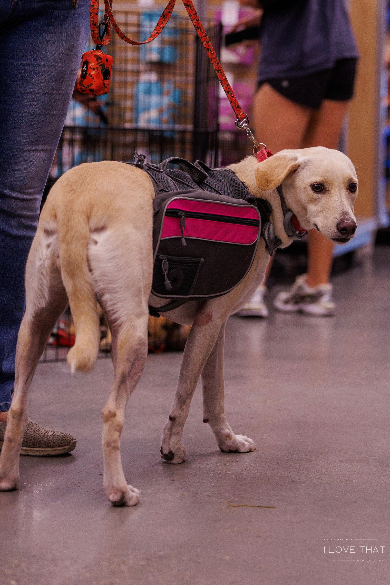 Izzy, a Adoptable Labrador Retriever in The Woodlands, TX image 1/3