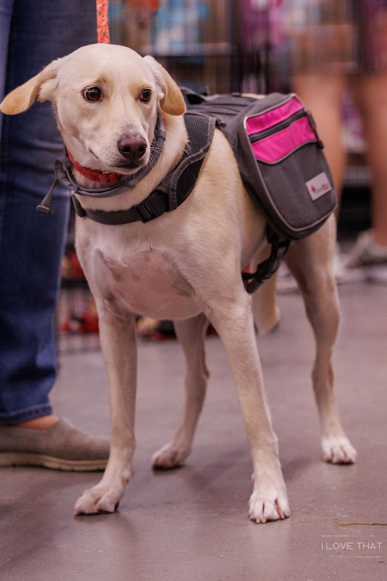 Izzy, a Adoptable Labrador Retriever in The Woodlands, TX image 2/3