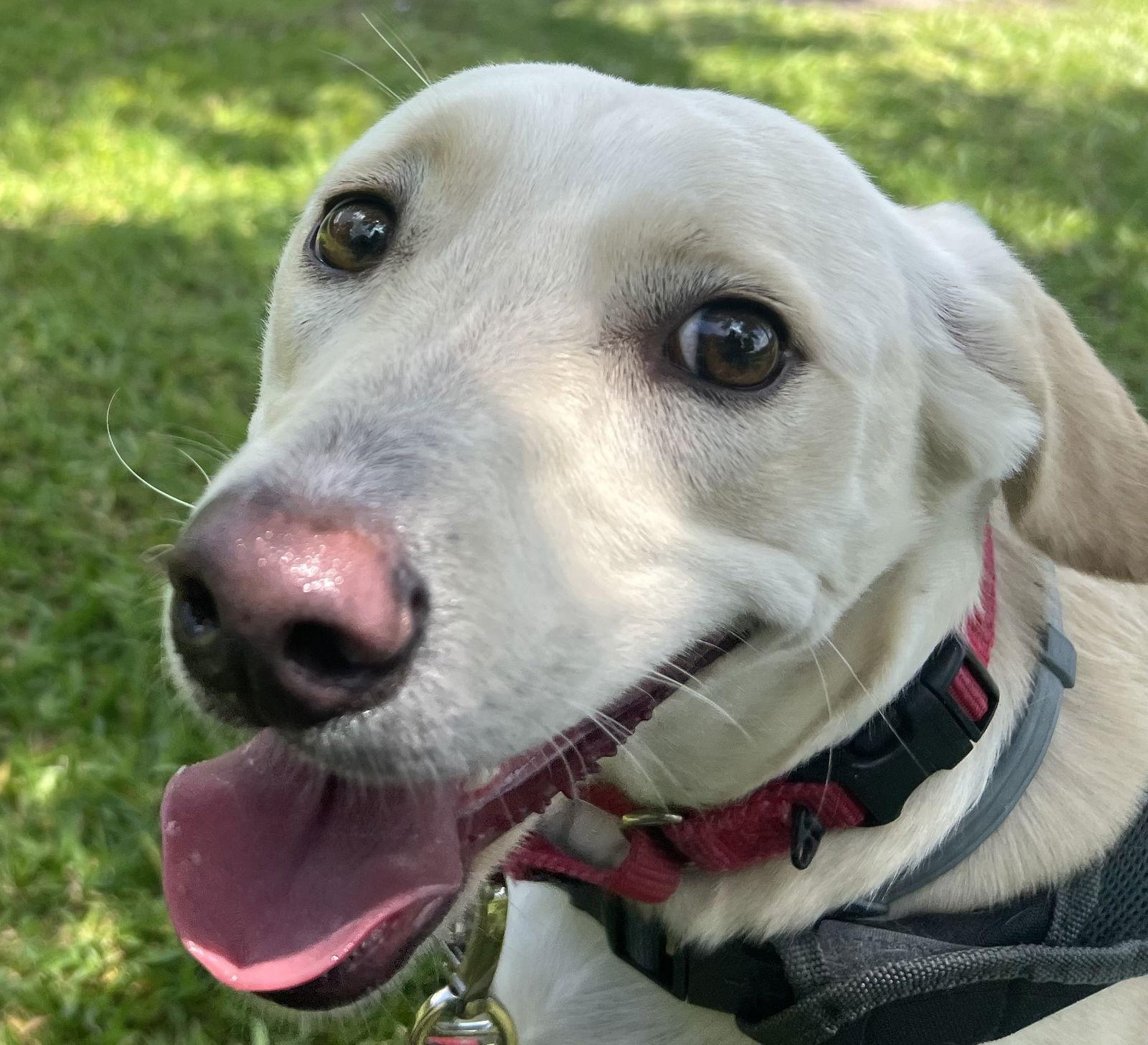 Izzy, a Adoptable Labrador Retriever in The Woodlands, TX image 3/3