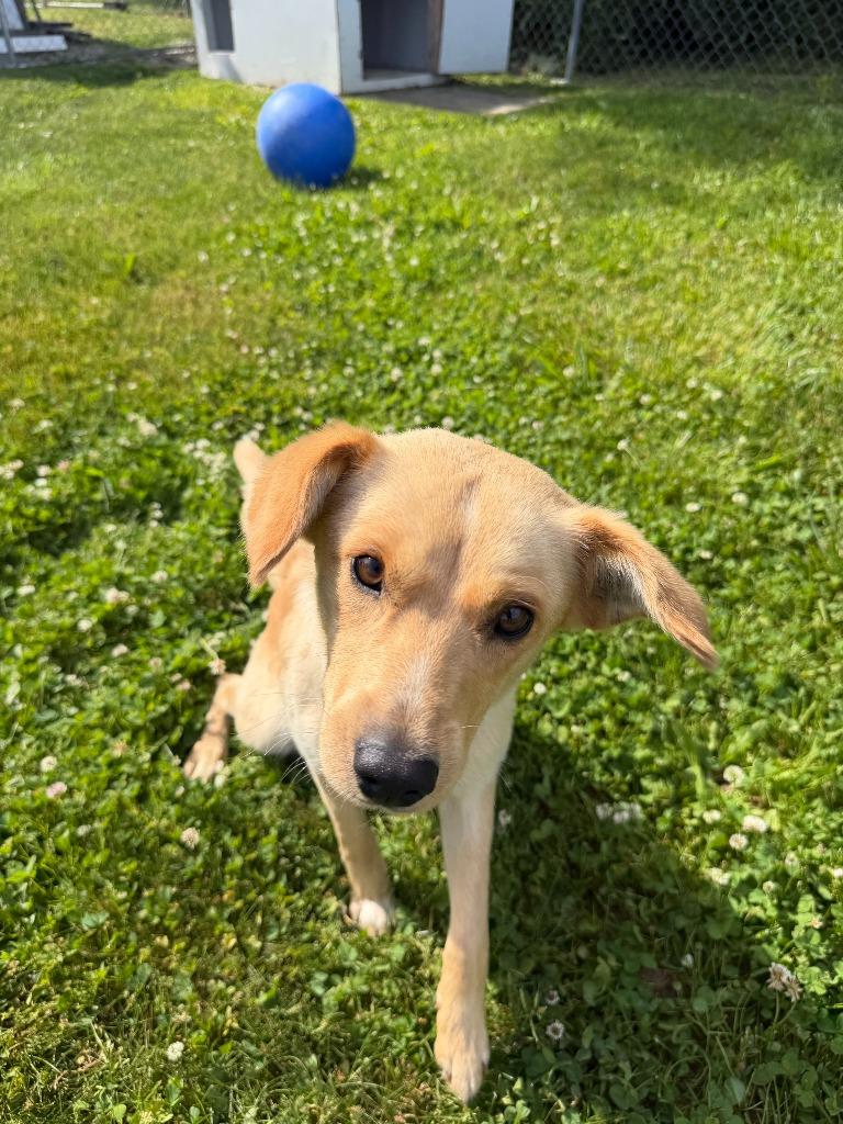 Jack, a Adoptable mixed breed in Lagrange, IN image 1/5