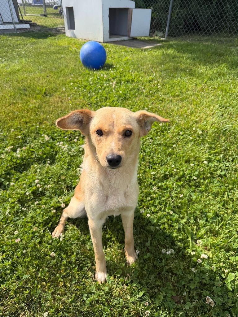Jack, a Adoptable mixed breed in Lagrange, IN image 2/5