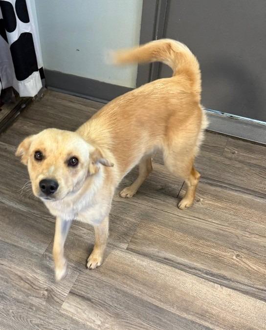 Jack, a Adoptable mixed breed in Lagrange, IN image 3/5