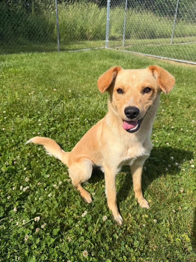 Jack, a Adoptable mixed breed in Lagrange, IN image 4/5