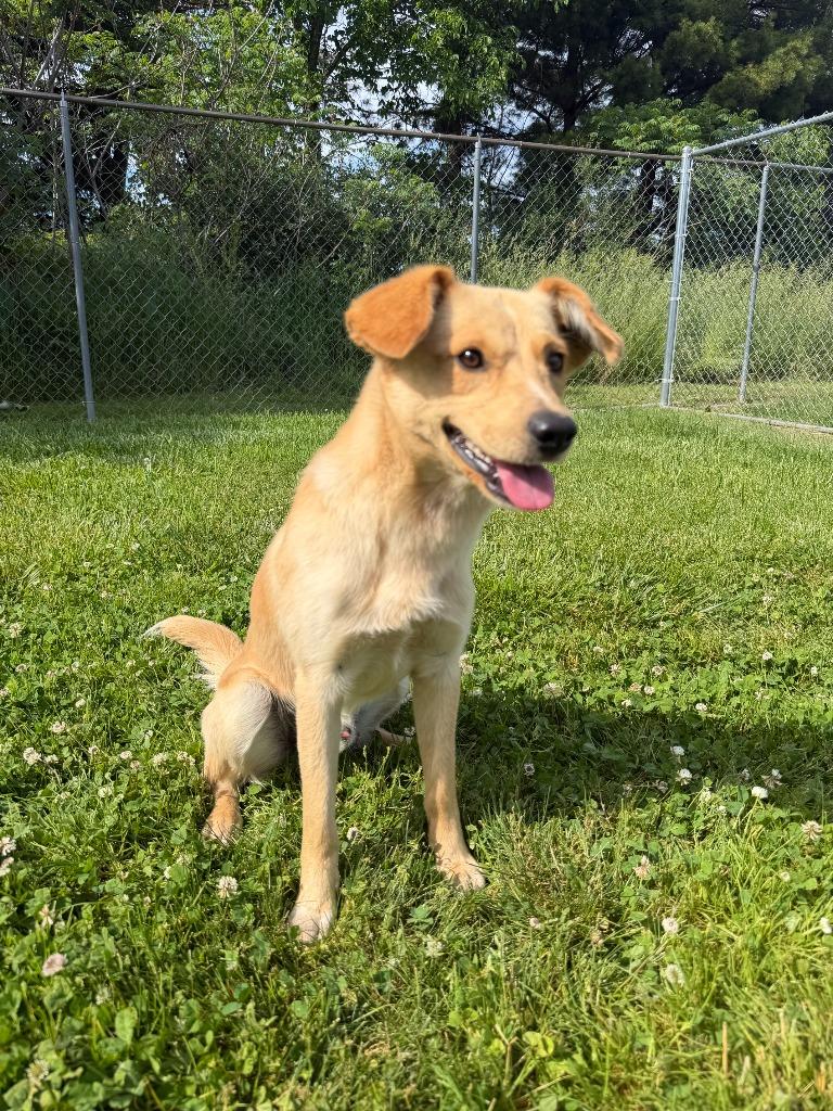 Jack, a Adoptable mixed breed in Lagrange, IN image 5/5