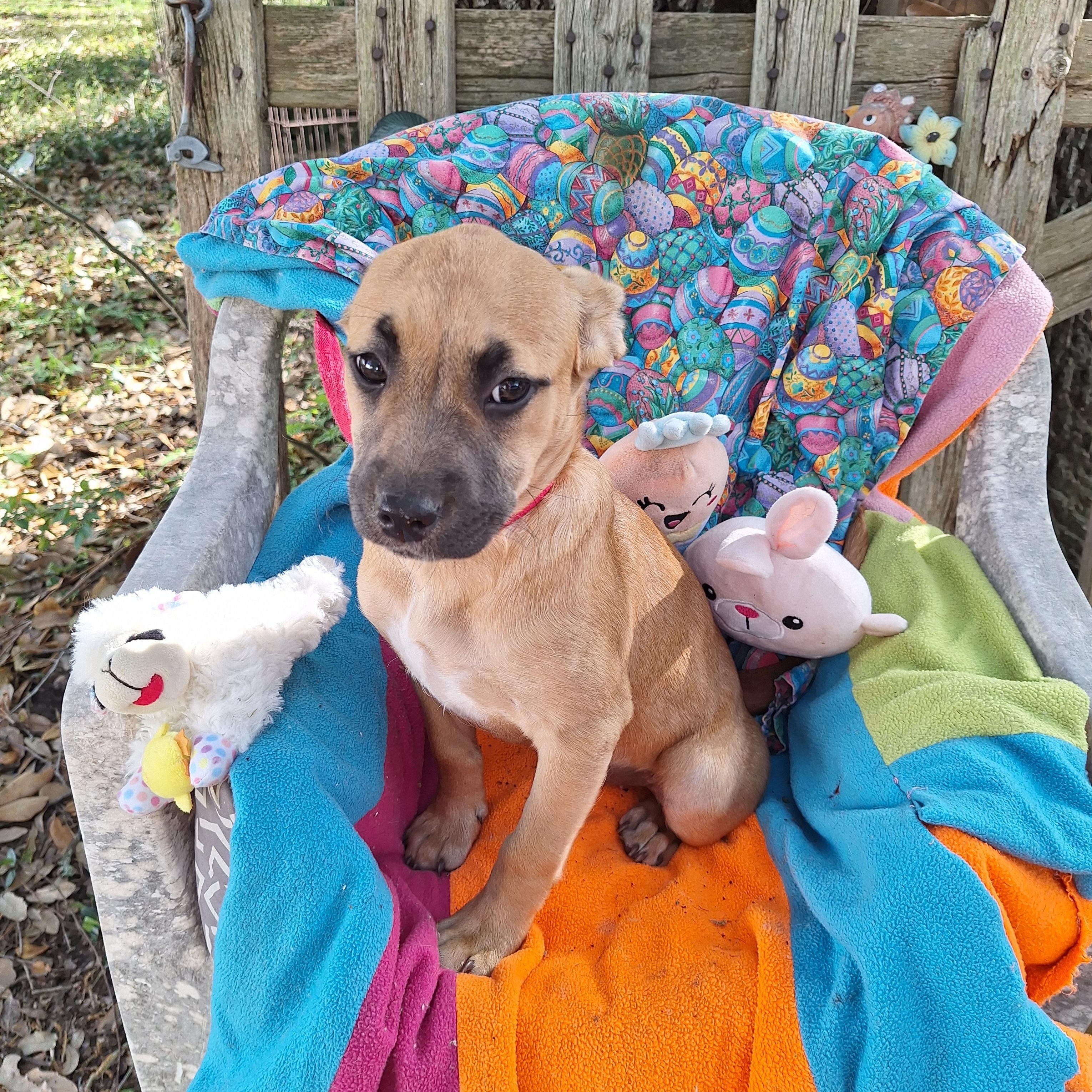 Arsenia MV14262-T LOCAL Adoption Event in Marysville 4/24, an adoptable mixed breed in Marysville, WA image 3/6