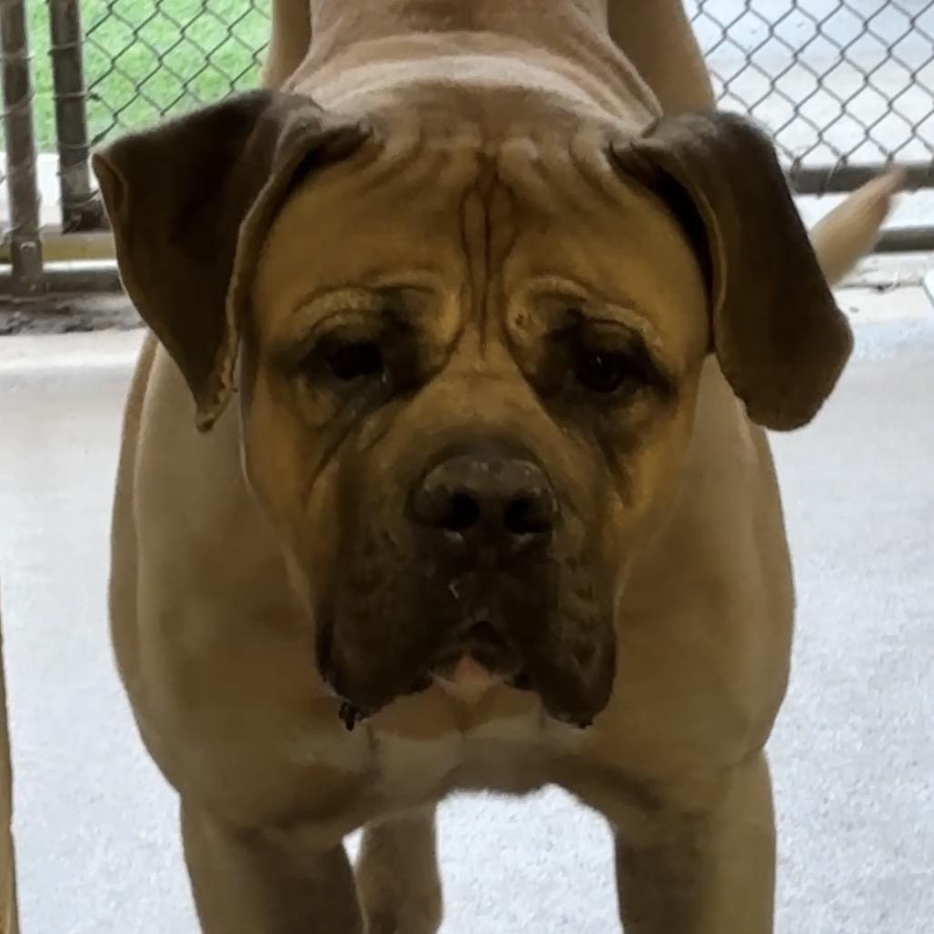 Kody, Adoptable, Adult Male Bullmastiff.