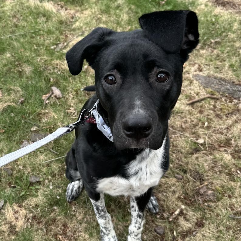 Katie, ADOPTABLE, Puppy Female Retriever & Mixed Breed.