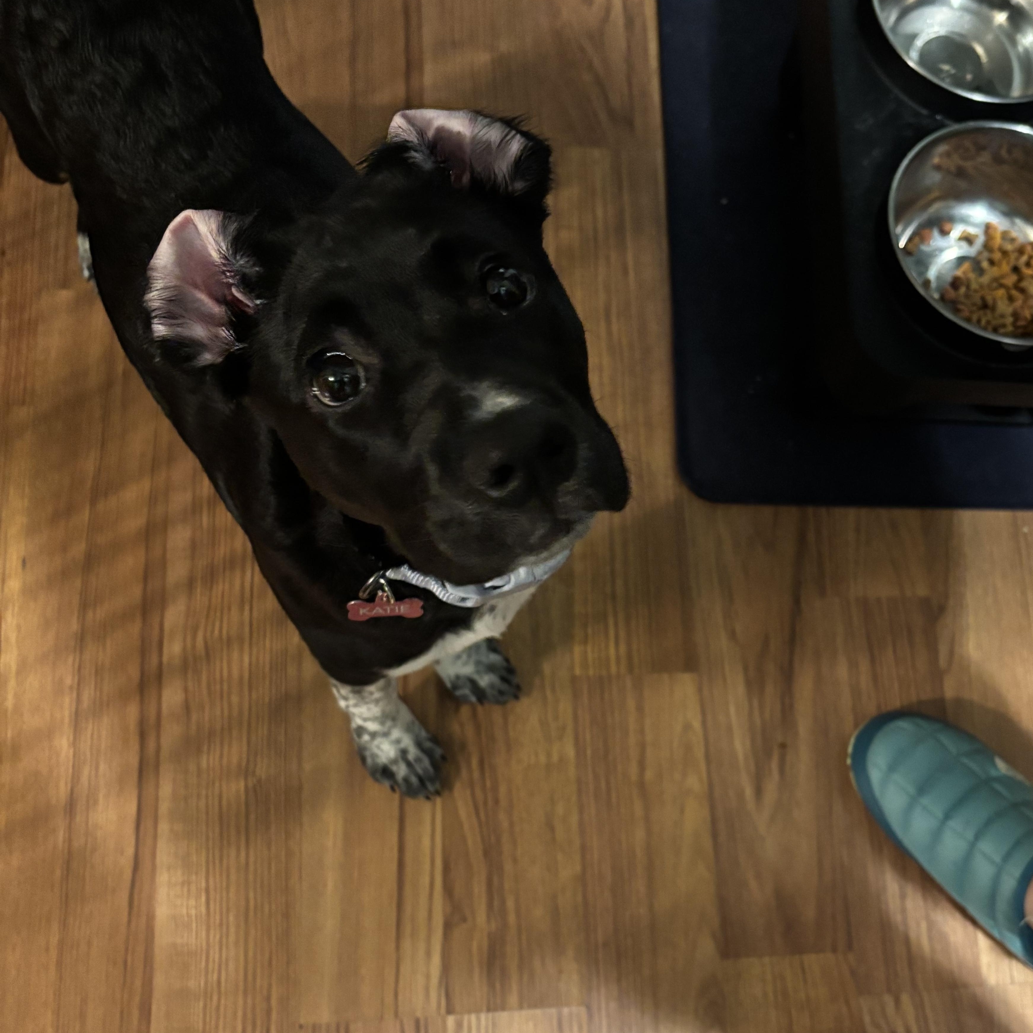 Enlarge Katie, an adopted mixed breed in Minneapolis, MN image 3/6