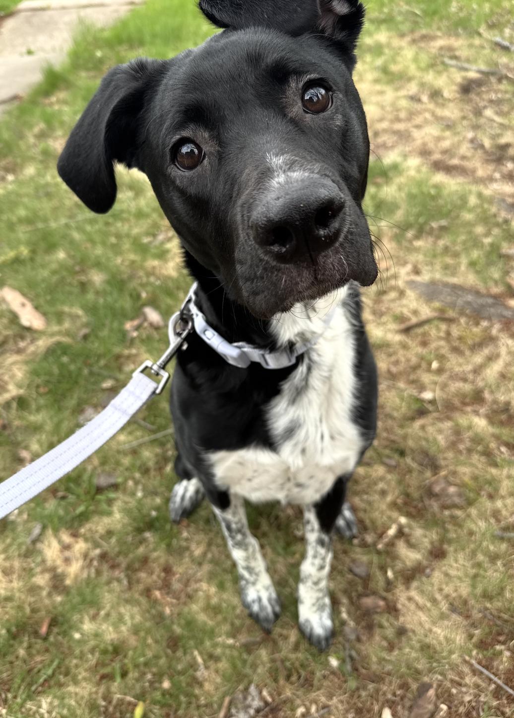 Enlarge Katie, an adopted mixed breed in Minneapolis, MN image 2/6