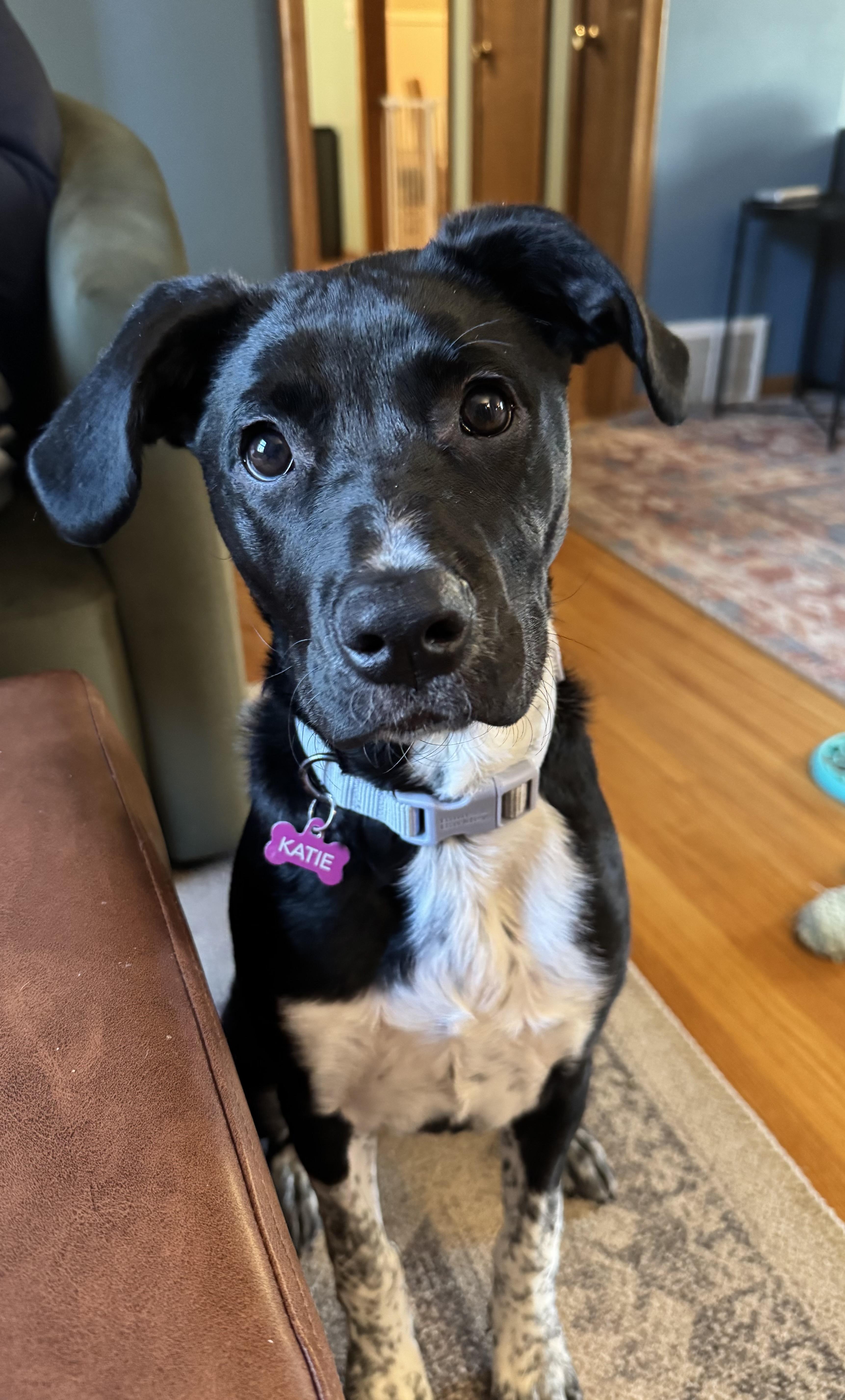 Enlarge Katie, an adopted mixed breed in Minneapolis, MN image 5/6