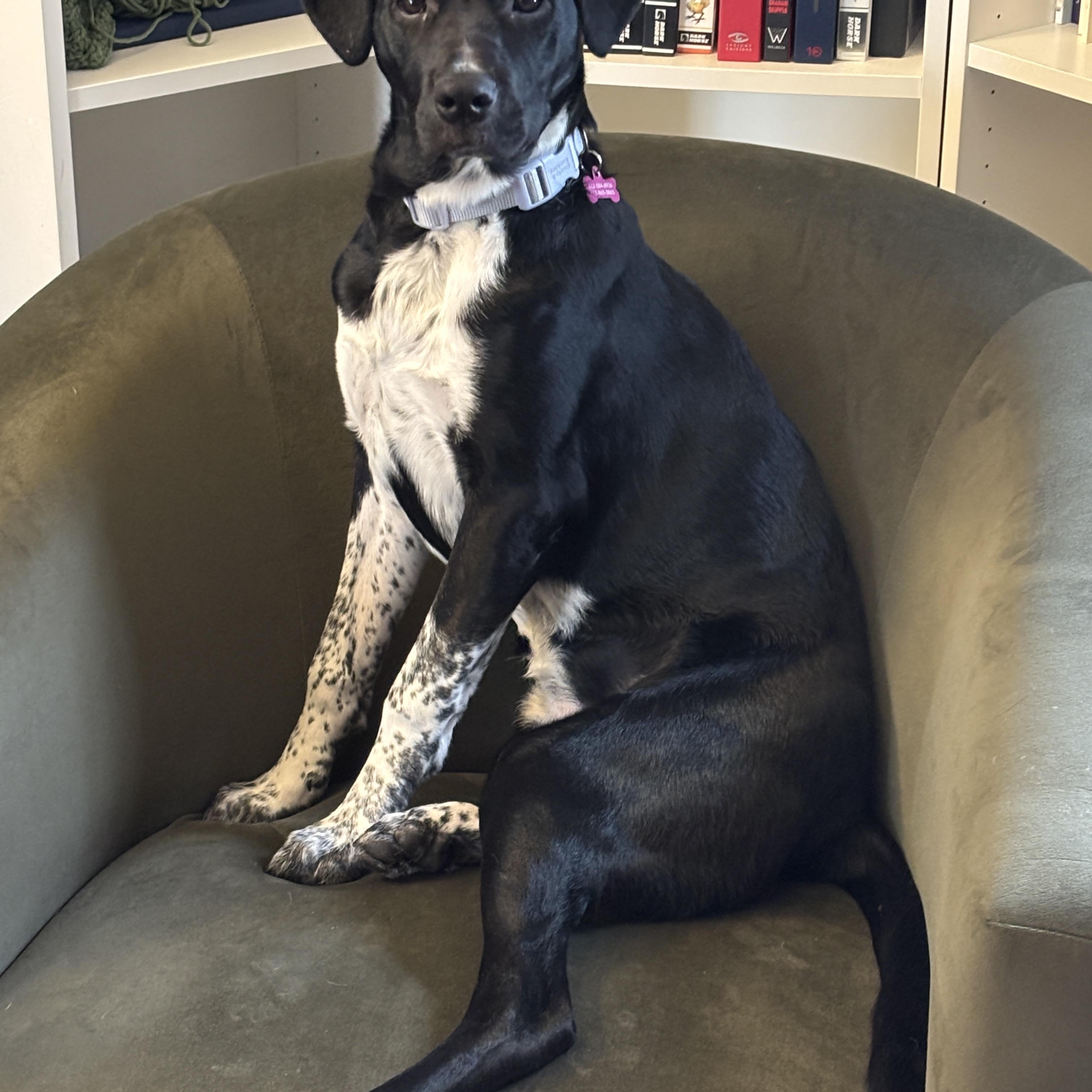 Enlarge Katie, an adopted mixed breed in Minneapolis, MN image 6/6