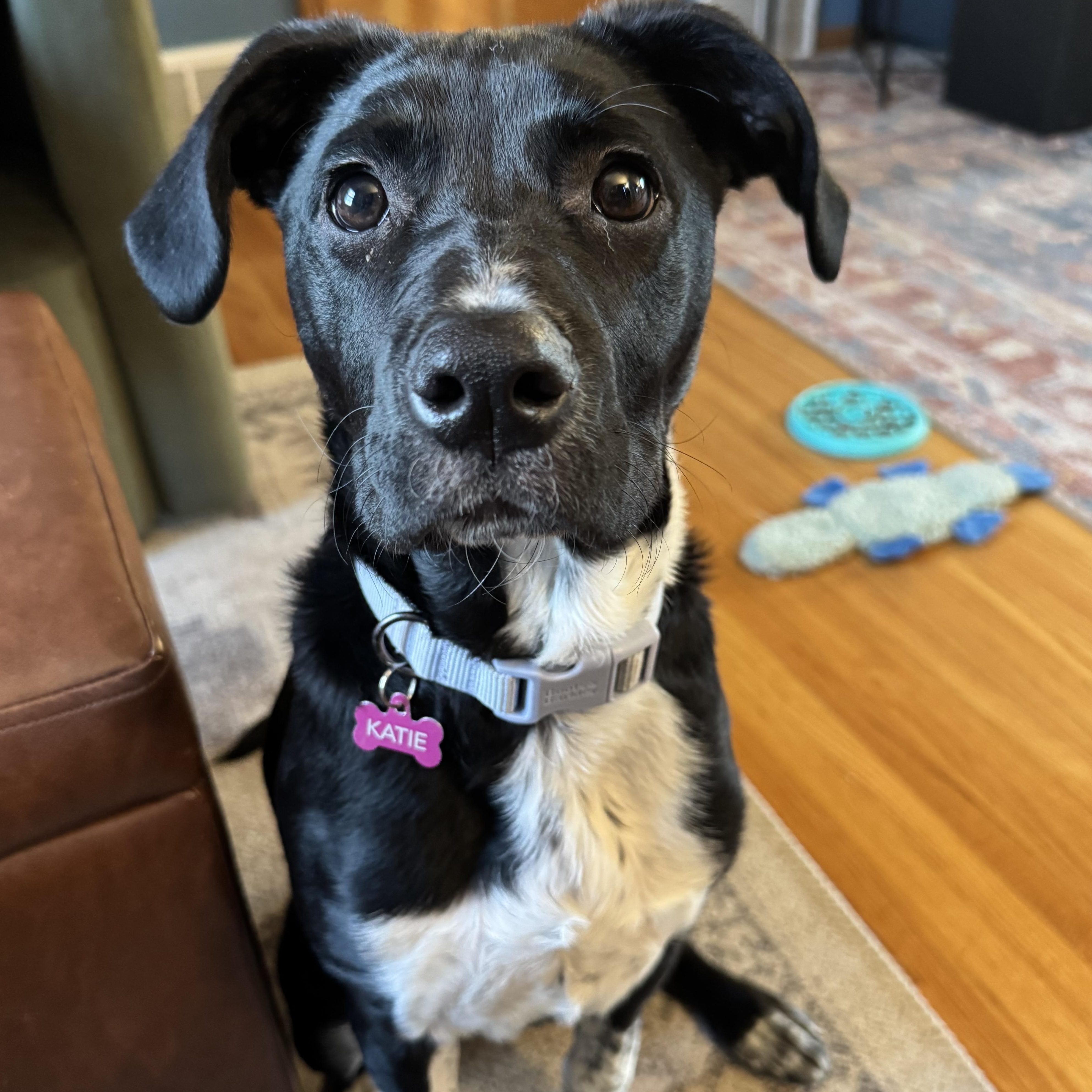 Enlarge Katie, an adopted mixed breed in Minneapolis, MN image 4/6