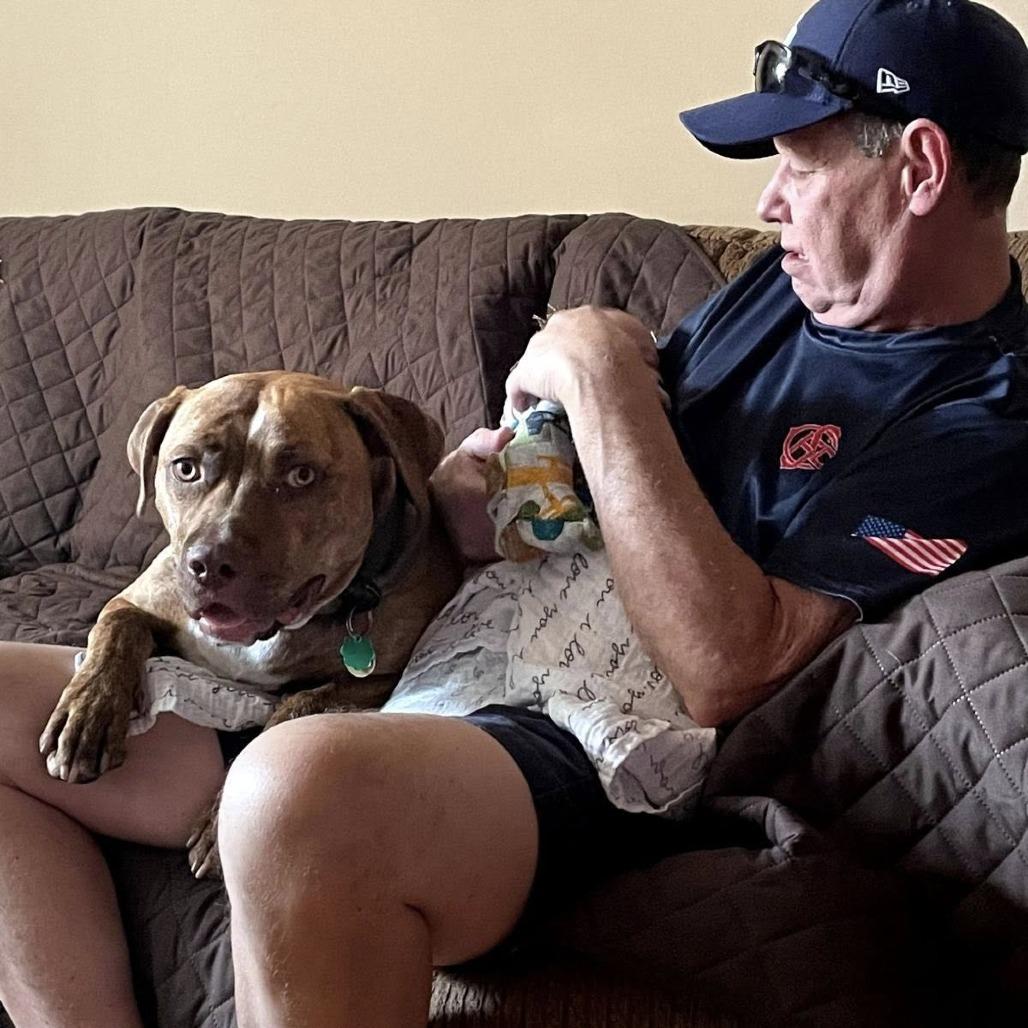 Carmy, Adoptable, Adult Male Mixed Breed.