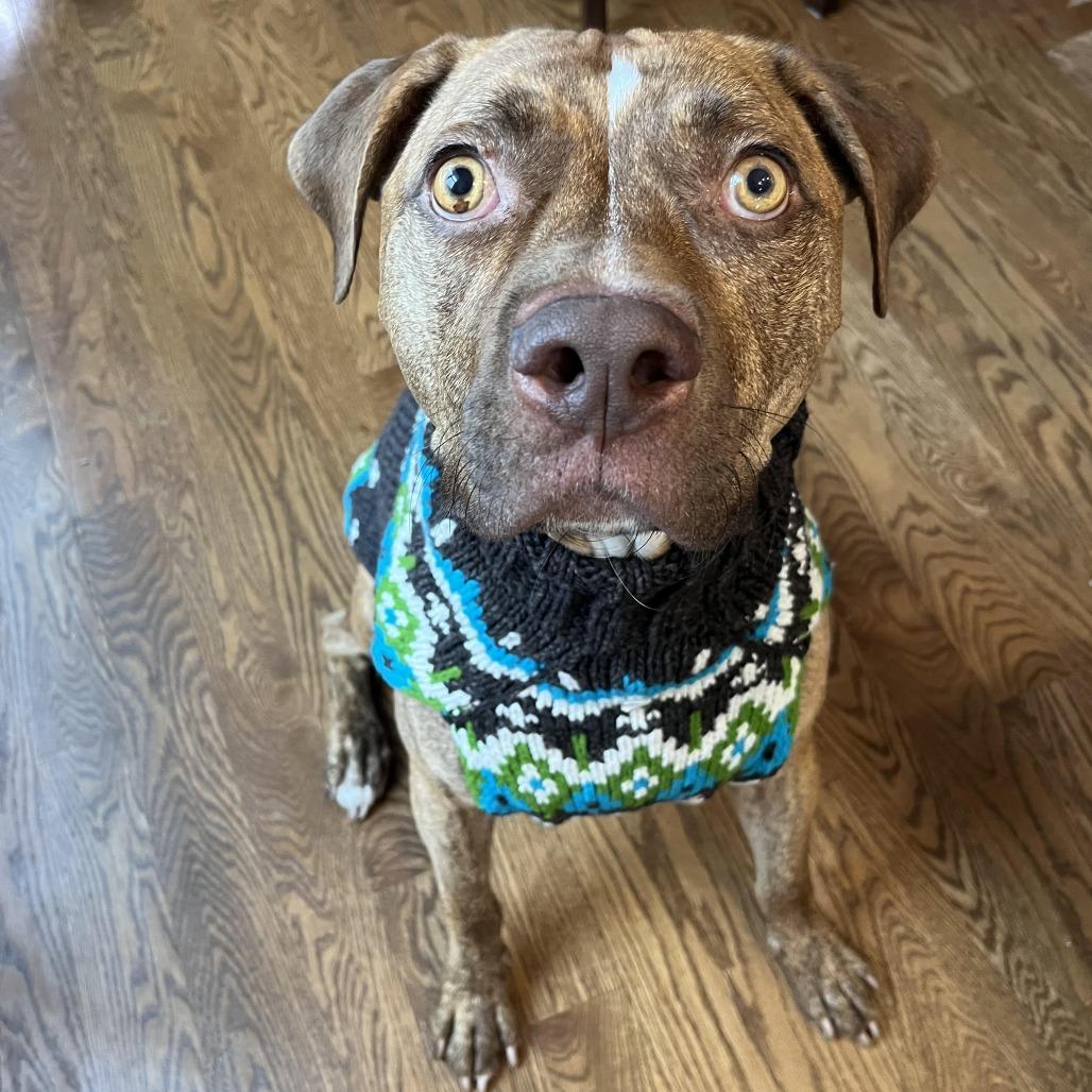 Carmy, a Adoptable Mixed Breed in Chicago, IL image 2/6