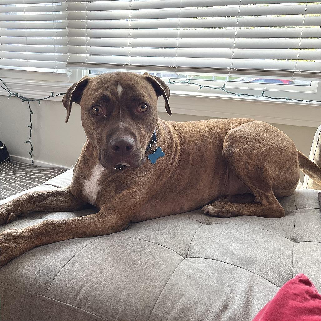 Carmy, a Adoptable Mixed Breed in Chicago, IL image 3/6