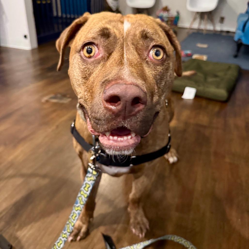 Carmy, a Adoptable Mixed Breed in Chicago, IL image 4/6