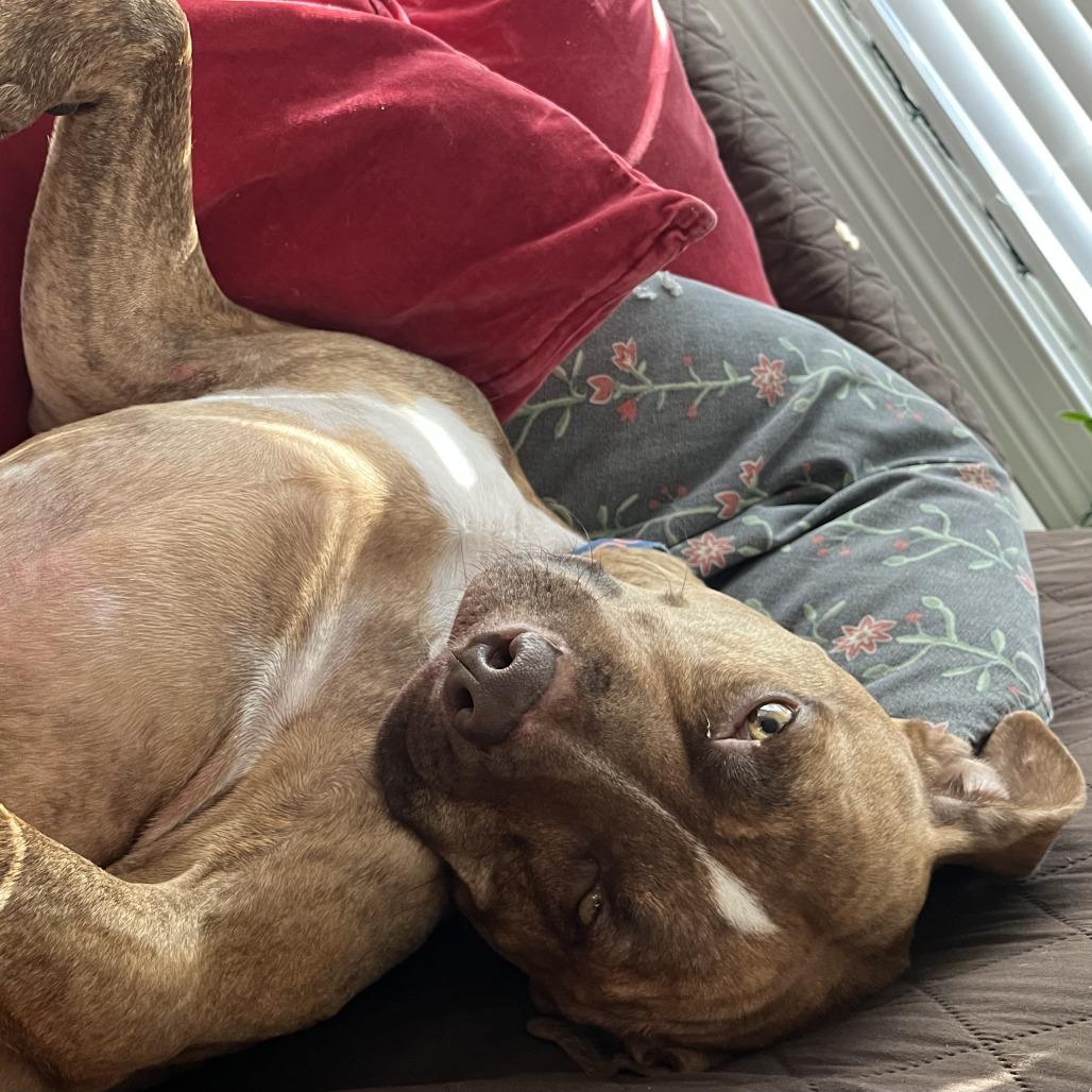 Enlarge Carmy, a Adoptable Mixed Breed in Chicago, IL image 4/6