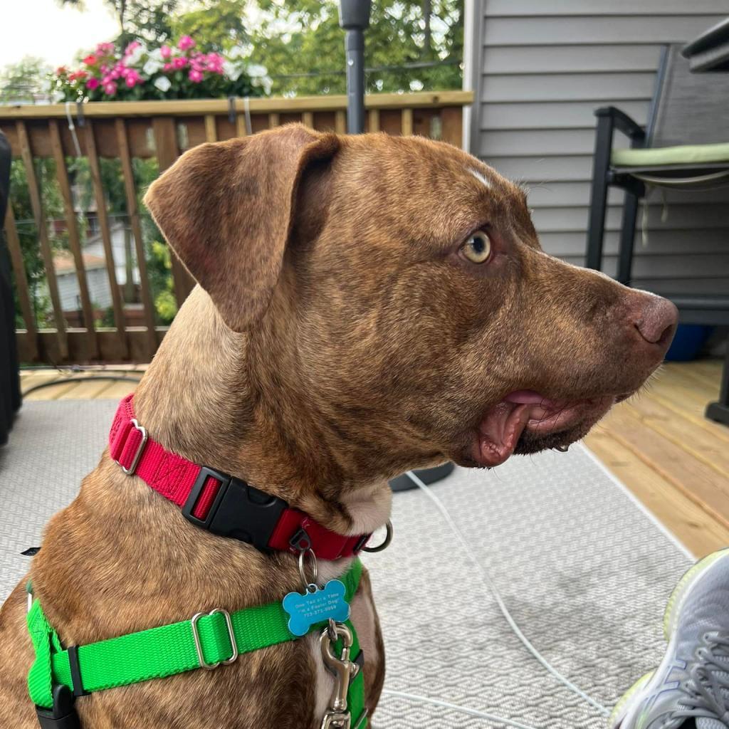 Carmy, a Adoptable Mixed Breed in Chicago, IL image 5/6