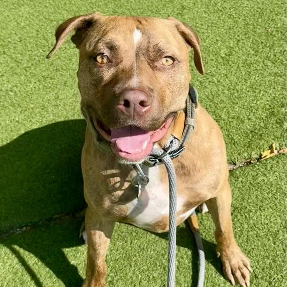 Enlarge Carmy, a Adoptable Mixed Breed in Chicago, IL image 6/6