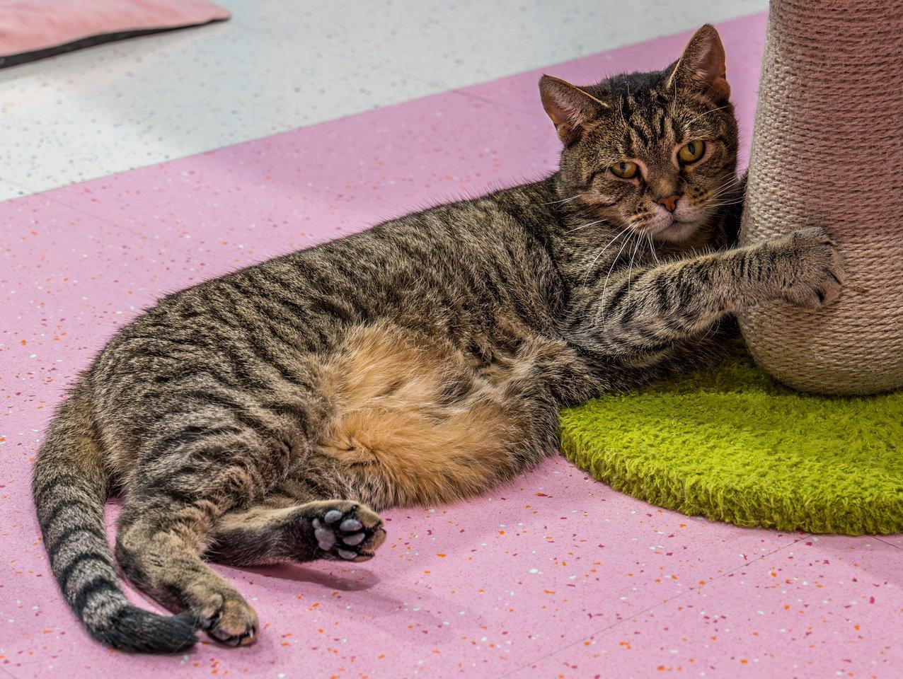 Blue Moon - KBC, Adopted, Adult Female Tabby & Domestic Short Hair.