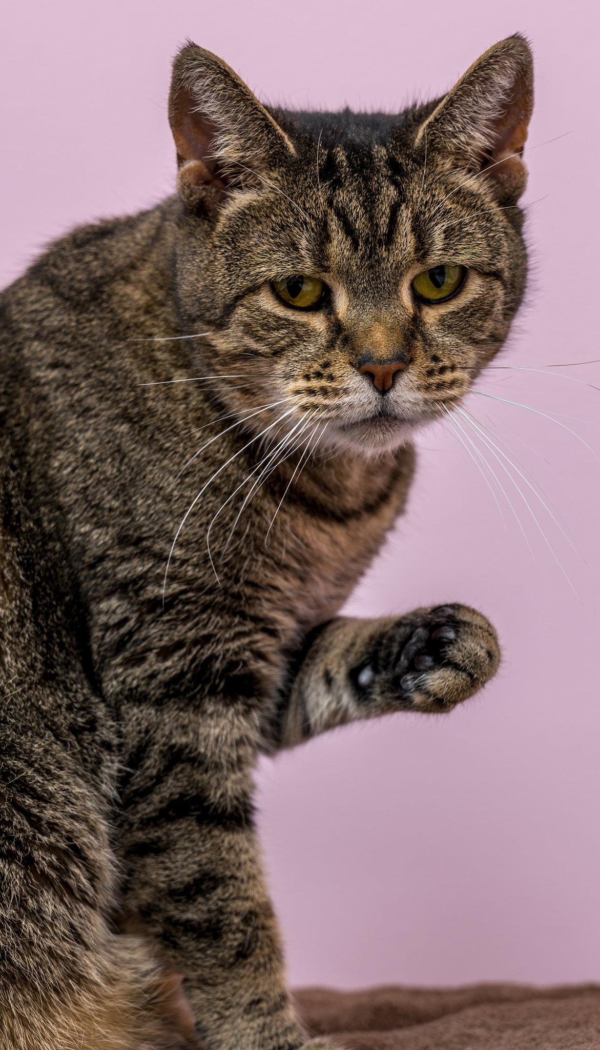 Blue Moon - KBC, a Adopted mixed breed in Dublin, OH image 3/3