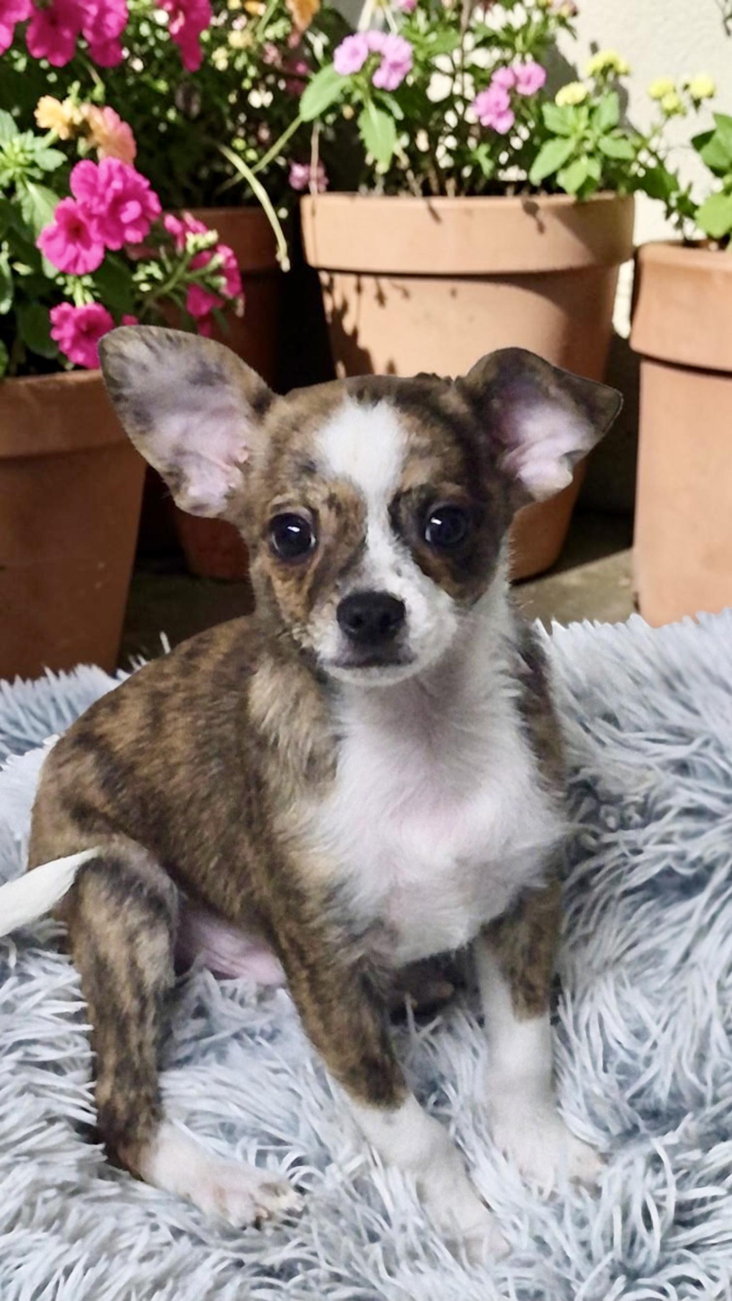 Boba, ADOPTABLE, Puppy Male Chihuahua & Chiweenie.