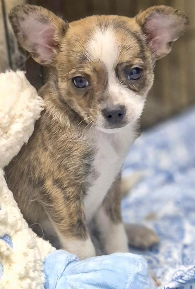 Boba, a ADOPTABLE mixed breed in Los Angeles, CA image 1/5