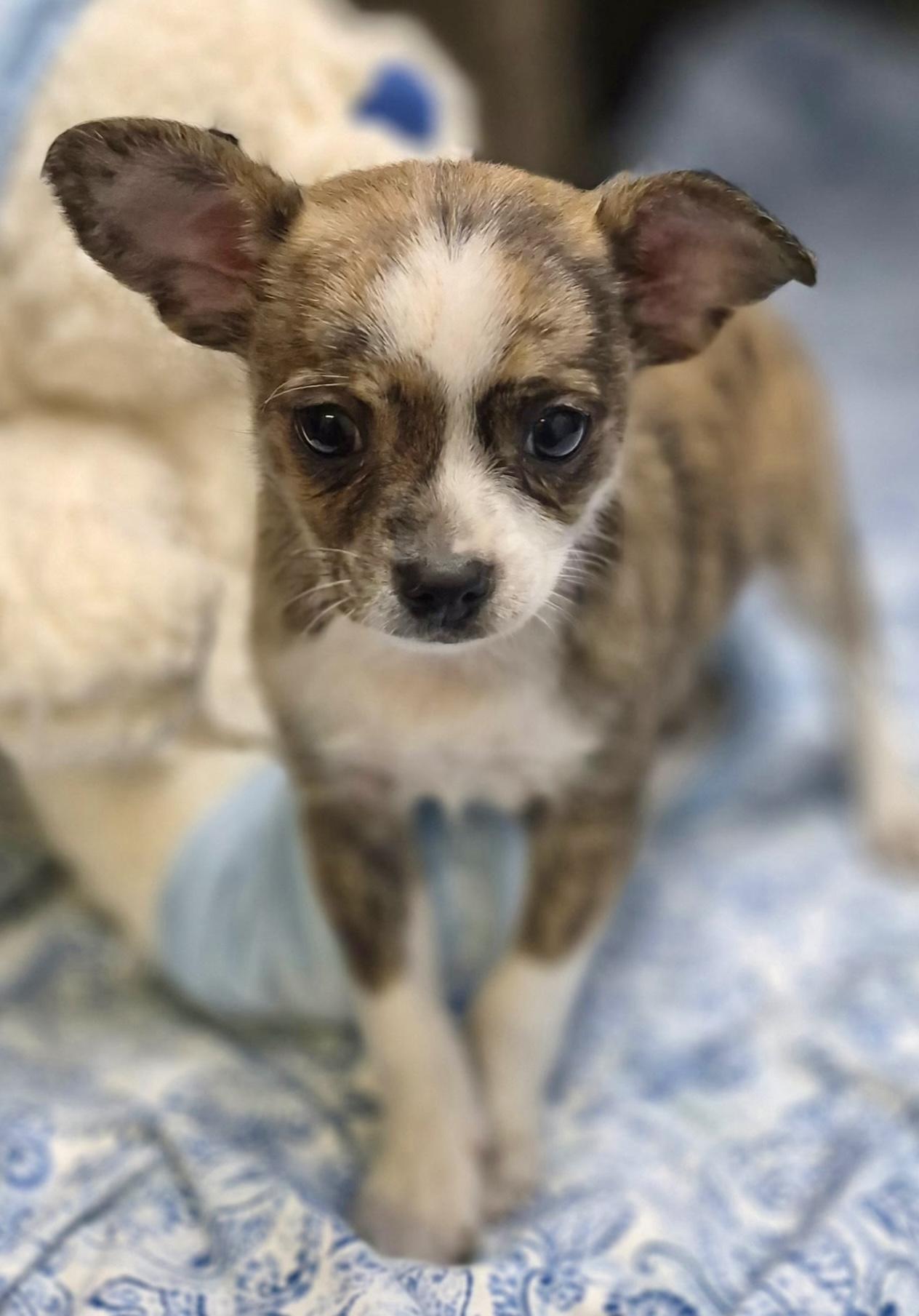 Boba, a ADOPTABLE mixed breed in Los Angeles, CA image 5/5
