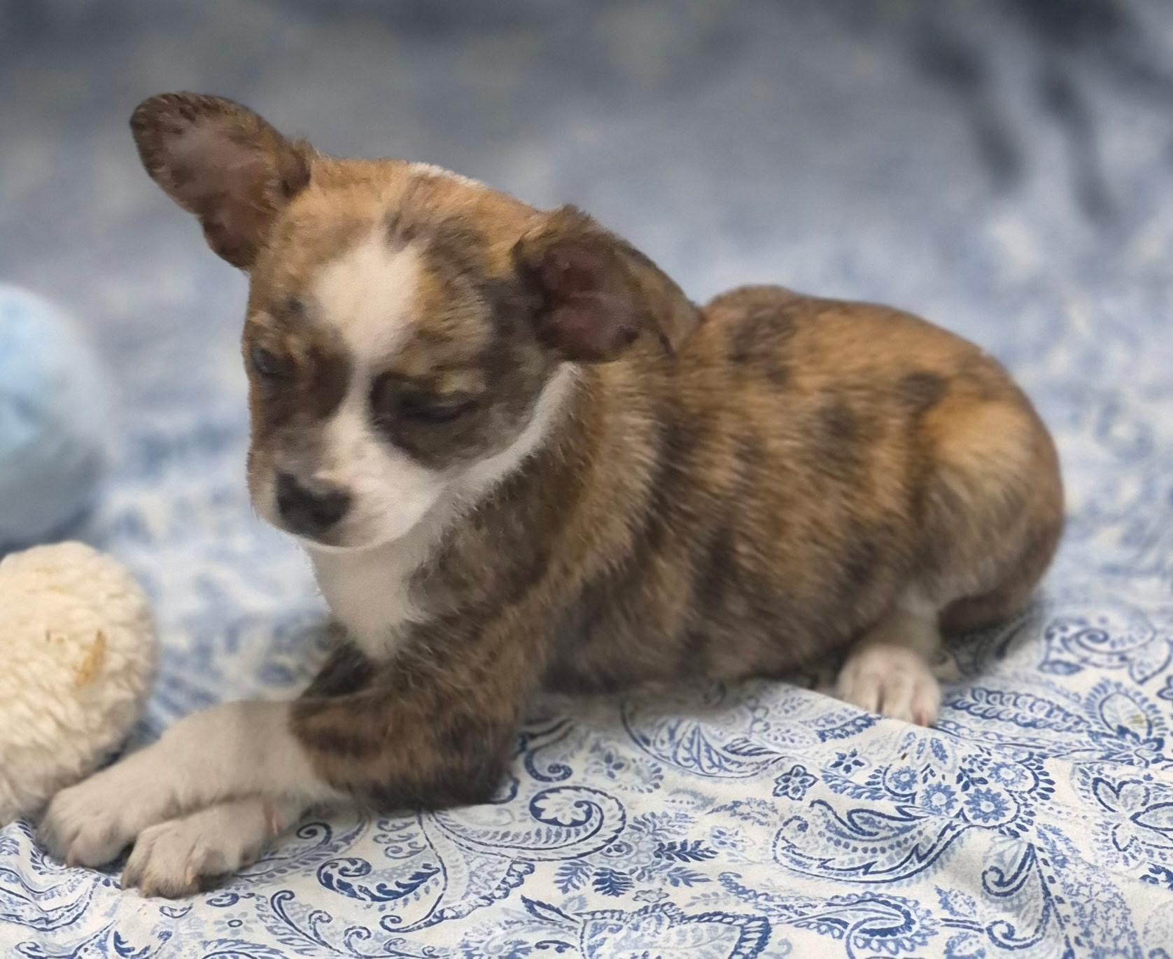 Boba, a ADOPTABLE mixed breed in Los Angeles, CA image 4/5