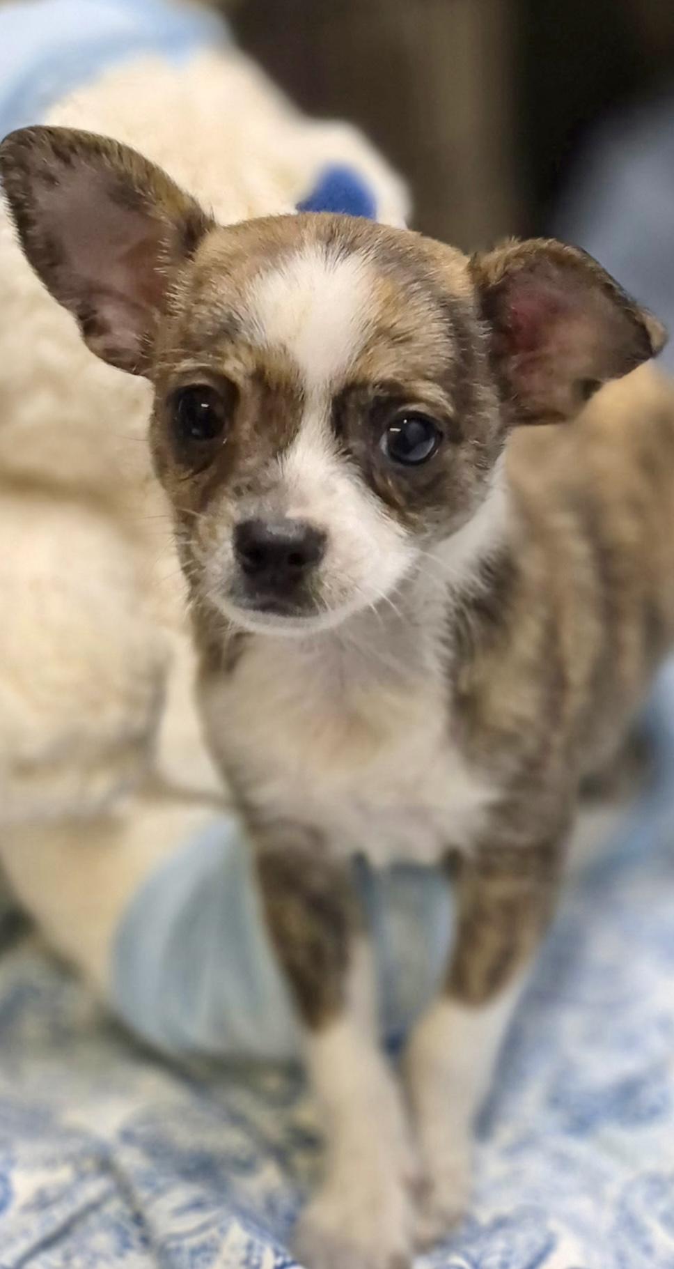 Boba, a ADOPTABLE mixed breed in Los Angeles, CA image 2/5