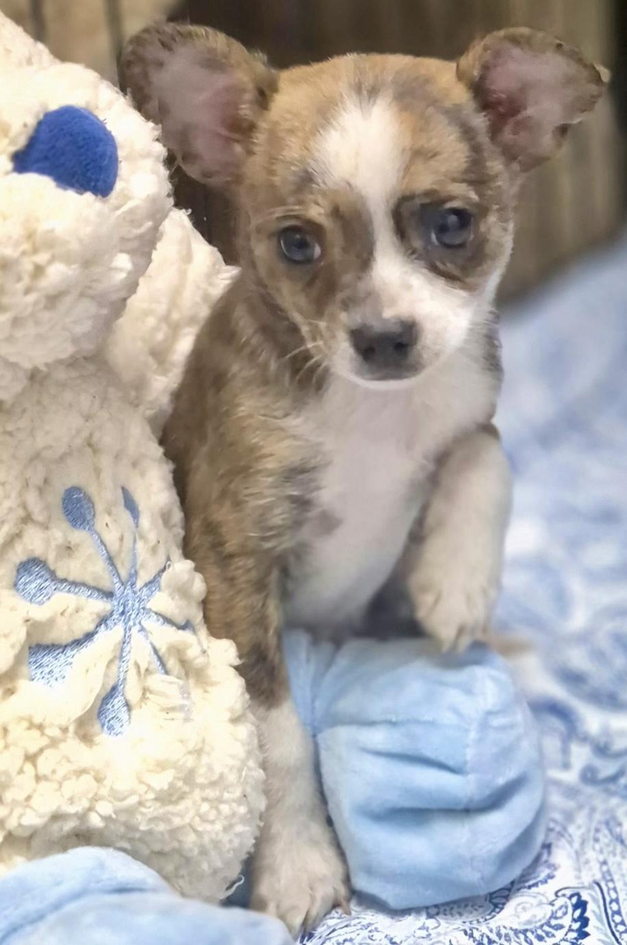 Boba, a ADOPTABLE mixed breed in Los Angeles, CA image 3/5
