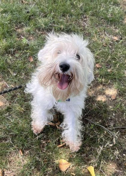 O'Shea, Adult Male Miniature Schnauzer