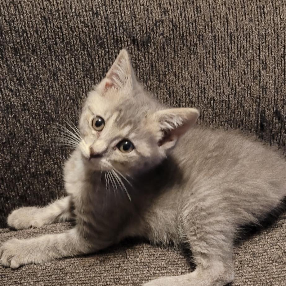 Stormi, ADOPTABLE, Kitten Female Domestic Short Hair.