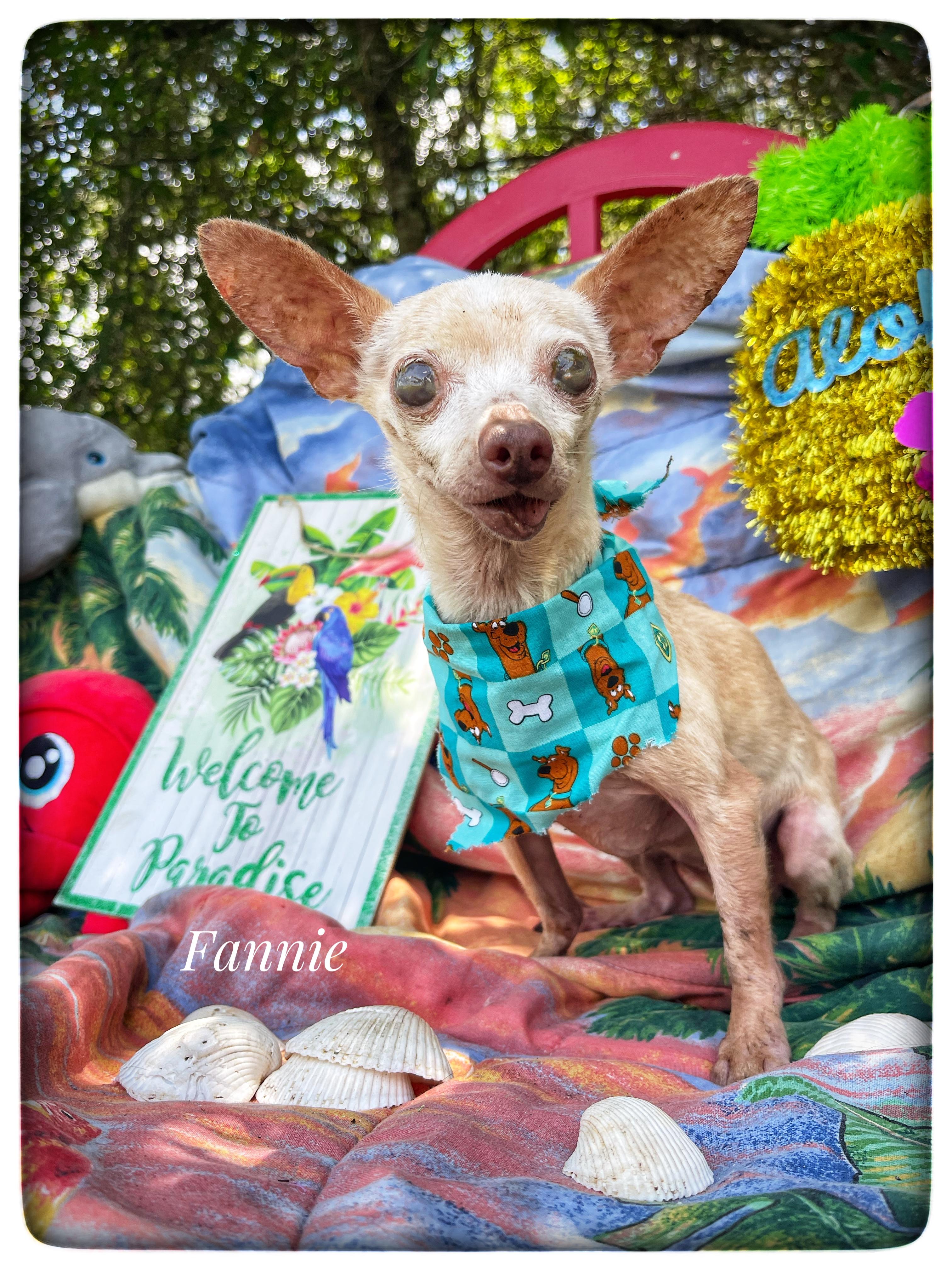 Fannie, adopted, Senior Female Chihuahua.